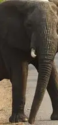 "Die Mutigen": Frauen retten Afrikas Wildtiere