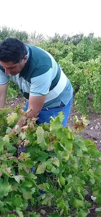 Üzümde Talep Patladı: Kurutmalığın Kilosu 600 Lirayı Buldu