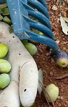 Zeytinde Maliyet Çıkmazı: Satış Fiyatını Bile Aşıyor