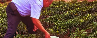 Denizli'de Kale biberinin hasadına başlandı