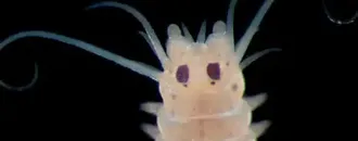 How Deep Is Your Love Review – Under the Sea at Earth’s Last Frontier with the Psychedelic Elvis Worm