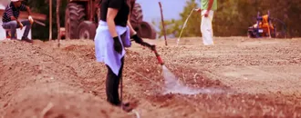 Karabük'te safran soğanı toprakla buluşuyor
