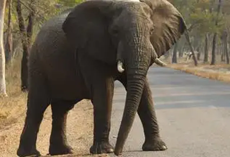 "Die Mutigen": Frauen retten Afrikas Wildtiere