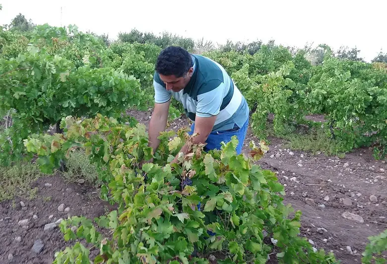Üzümde Talep Patladı: Kurutmalığın Kilosu 600 Lirayı Buldu
