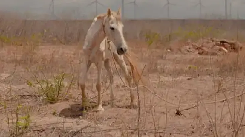 Brazil’s Wind Farms Have Been A Huge Success. So Why Isn’t Everybody Reaping The Benefits?