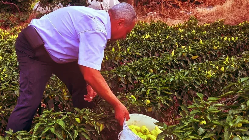 Denizli'de Kale biberinin hasadına başlandı