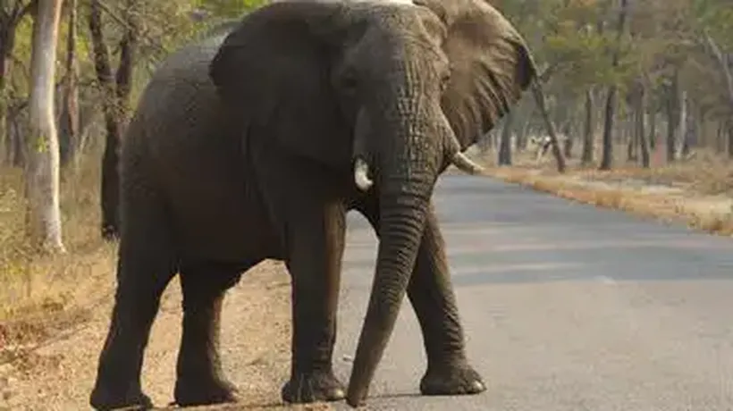 "Die Mutigen": Frauen retten Afrikas Wildtiere