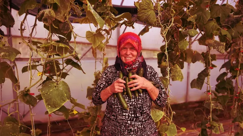Edirneli Şirin teyze ikinci serasına kavuşuyor
