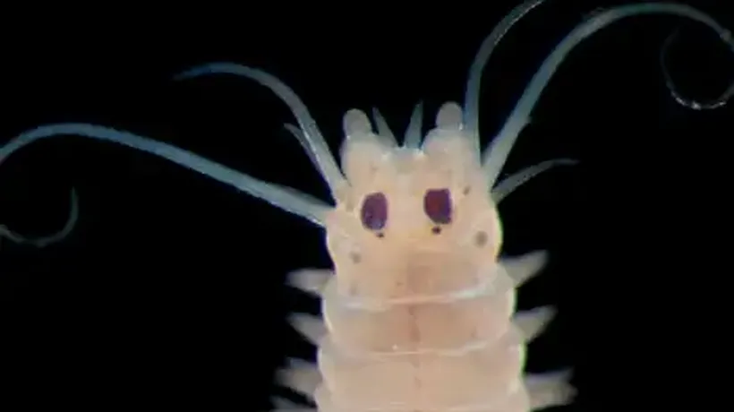 How Deep Is Your Love Review – Under the Sea at Earth’s Last Frontier with the Psychedelic Elvis Worm