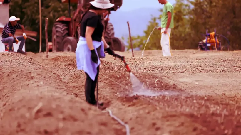 Karabük'te safran soğanı toprakla buluşuyor