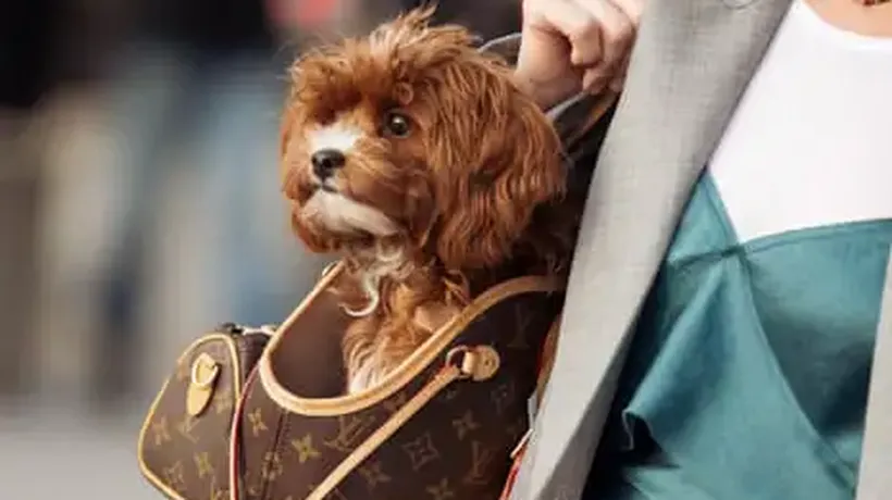 ‘My Dog’s Built Her Own Fashion Community’: How Canine Companions Stole the Fashion Week Spotlight