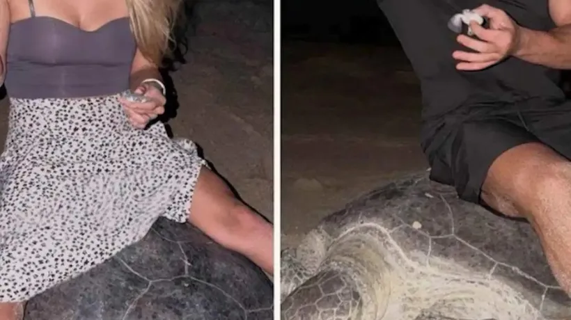 Ola de Indignación en Redes por UN Vídeo de Dos Turistas Cabalgando A Lomos de Tortugas Marinas