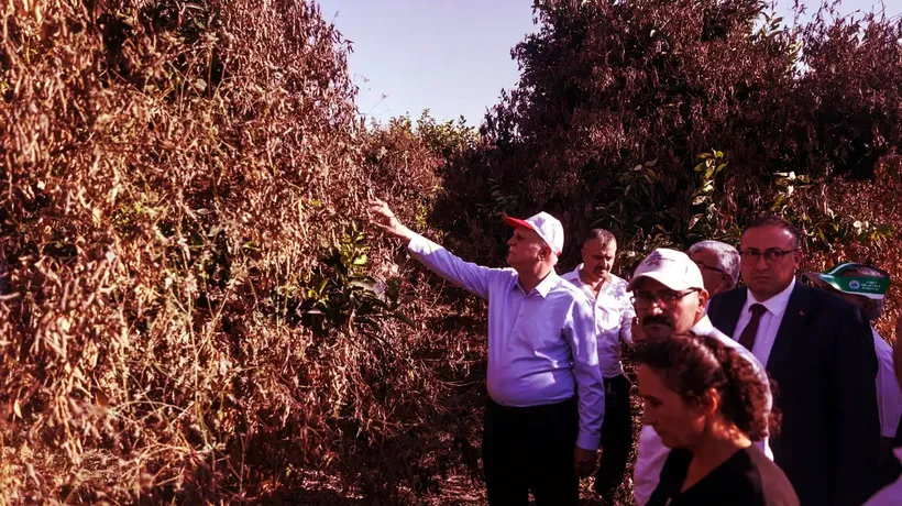 TZOB Genel Başkanı Bayraktar, Adana ve Mersin'deki tarım alanlarında incelemede bulundu