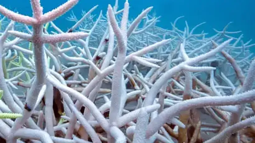 World’s Seas Heated by a Record 23 Zettajoules Last Year