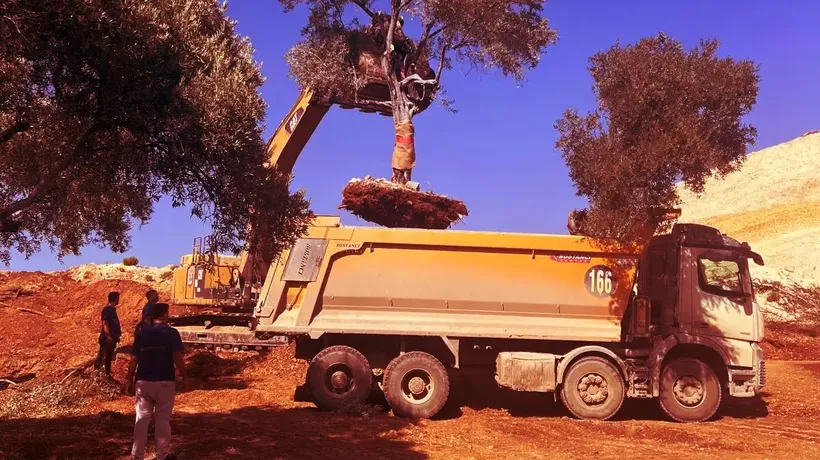 YK Enerji, santral sahalarındaki 151 zeytin ağacını yeni yerine taşıdı