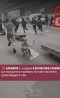 Non, la Police Nationale N’A Pas Lâché UN Chien sur des Lycéens à Lille