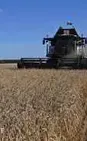 Второй Крупнейший Аграрный Регион России Ввел Режим ЧС из-За Невозможности Продать Зерно