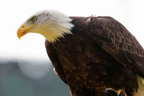 Canada Saved The Bald Eagle From Near Extinction In The US – Does The White House Know?